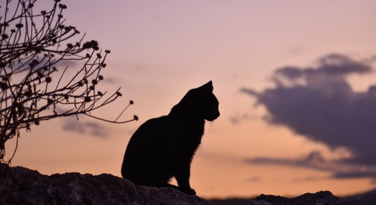 Pētījums atklāj – kaķi veicina daudzu aizsargājamu sugu izmiršanu