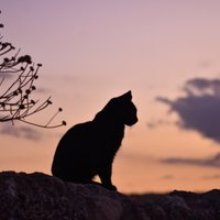 Pētījums atklāj – kaķi veicina daudzu aizsargājamu sugu izmiršanu