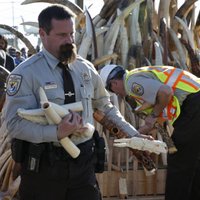 Foto: ASV samaļ tonnām ziloņkaula figūriņu un greznumlietu