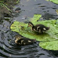 Ugunsdzēsēji no caurtekas izglābj deviņus mazus pīlēnus