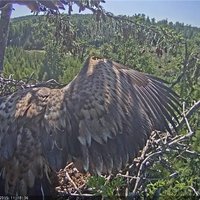 Stiprajā vējā nokritusi populārā Durbes jūras ērgļu ligzda