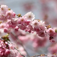 Japānā sākas ķiršu ziedēšanas sezona