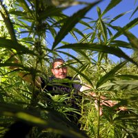 В Великобритании легализована медицинская марихуана