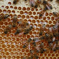 Aizvadītajā ziemā Latvijā gājuši bojā 16,6% bišu saimju, secinājusi biedrība