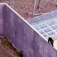Video: Kanzassitijas zooloģiskajā dārzā no krātiņa izbēg šimpanzes