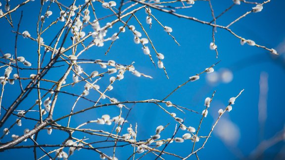 vītols, pūpoli, pūpolzari, Salix acutifolia x Salix daphnoides, Pashal, Kalsnavas arborētums