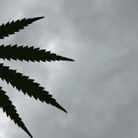 Šogad Latgalē policija uzgājusi desmit marihuānas audzētavas