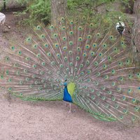 Foto: Rīgas Zoo pāviem krāšņi 'zied' astes