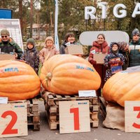 290,5 kilogramus smagais ķirbis no Dobeles novada atzīts par šī gada dižogu