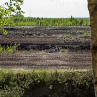 'Latvijas valsts meži' noraida Valsts kontroles pārmetumus par kūdras atradņu zemes nomas maksām