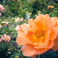 Nacionālais botāniskais dārzs Salaspilī aicina svinēt Rožu dienu
