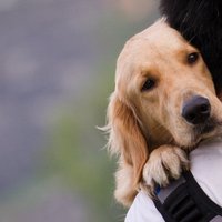 Neredzīgu skolnieku uz Vaivaru pamatskolu pavadīs suns-pavadonis