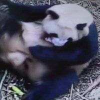 Video: Kas notiek pēc pandas dzemdībām