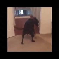 Video: Kā savas milzu bailes varonīgi pārvar suns