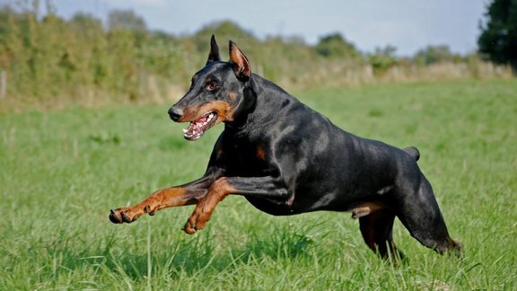 Dobermanis