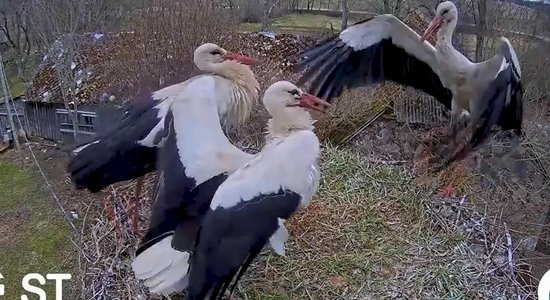 Video: Skarbi cīniņi balto stārķu ligzdā Lieldienās