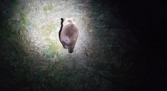 Спецоперация завершена: парочку медведей-хулиганов разлучили и перевезли подальше от людей