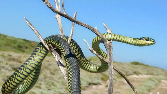 boomslang snake, indīga čūska, Disopholidus typus