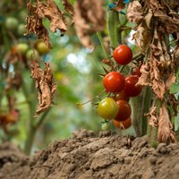 Neaizmetas augļi un lapas maina krāsu. Kur pieļauta kļūda tomātu audzēšanā