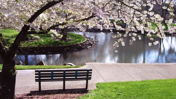 spring magnolia Renaude Hatsedakis