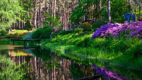 Babītes rododendri 2019 - 18