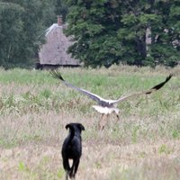 Foto: Neplānota suņa un stārķa satikšanās labības laukā