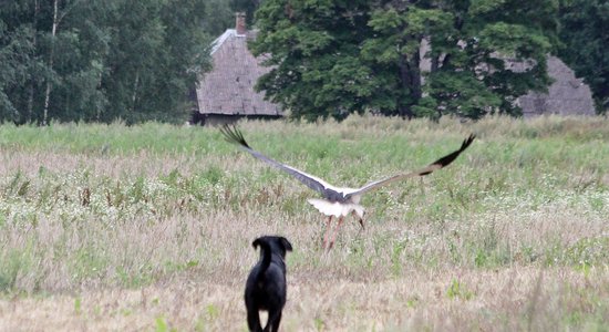 Foto: Neplānota suņa un stārķa satikšanās labības laukā