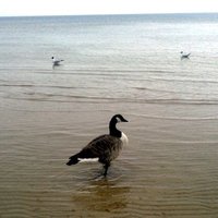 Dubultu pludmalē novērota Latvijā reti sastopamā Kanādas zoss