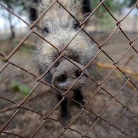 Свинское поведение лесных оккупантов. Биолог Янис Озолиньш о том, как лес приходит в Ригу