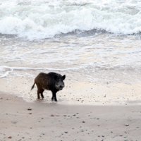 Свиная чума в Латвии до сих пор распространяется
