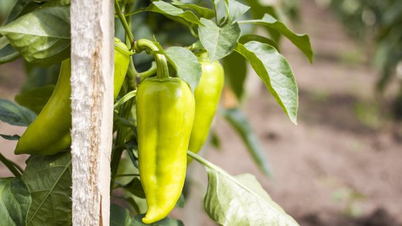 paprika, paprikas audzēšana, paprikas stāds, paprika siltumnīcā, siltumnīca