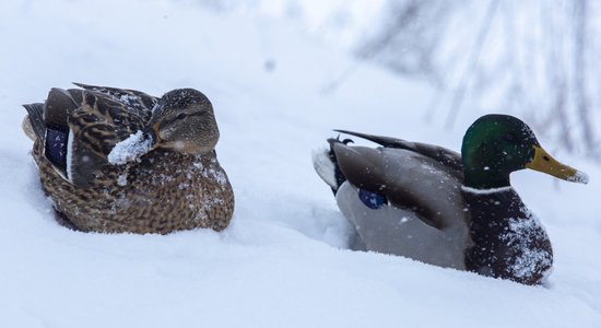 Ceturtdien nedaudz snigs; aukstums neatkāpsies