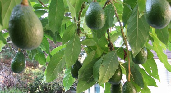 Lieliska garša un vitamīnu pārpilnība. Kāpēc regulāri būtu jāēd avokado?