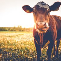 Šokolādes piens rodas no brūnajām govīm: smieklīgas aplamības, ko bērniem teikuši vecāki