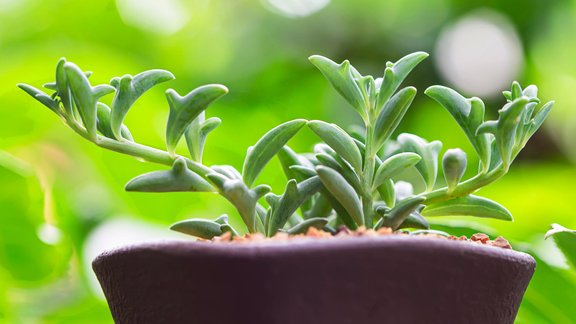 sukulenti, delfīnu sukulents, Senecio peregrinu