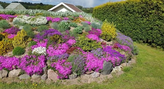 Pieredzes stāsts: pagrabs pārtop pasakaini skaistā puķu dobē