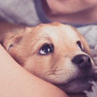 Ветеринары: люди покупают нелегальных щенков в кустах у российской границы, а потом несут лечить