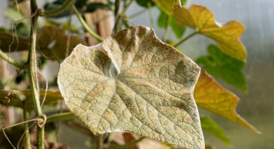 Kā atpazīt tīklērču bojājumus siltumnīcā un kaitēkli efektīvi ierobežot