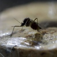 ASV konstatēti pirmie inficēšanās gadījumi ar Zikas vīrusu no vietējiem odiem