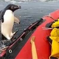 Video: Ziņkārīgs pingvīns Antarktikā ielec pētnieku laivā