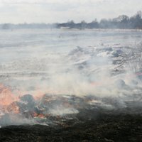 Vēsā un mitrā laika dēļ brīvdienās mazāk degusi kūla