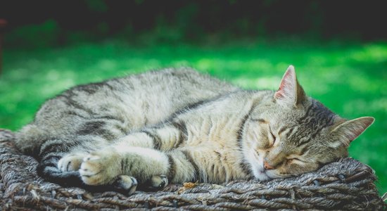 Vai dzīvnieki redz sapņus? Atbilde ir sarežģītāka par kaķa ķepu raustīšanos miegā