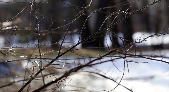 Ziemeļlatgalē uziet trešo atradni Latvijā retai ķērpju sugai