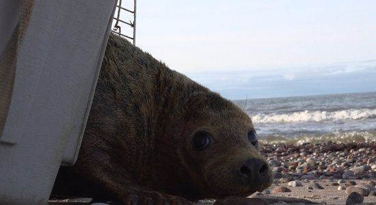 Baltijas jūrā atgriezies vēl viens Rīgas zoodārza izglābtais ronis