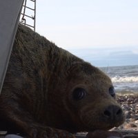 Baltijas jūrā atgriezies vēl viens Rīgas zoodārza izglābtais ronis