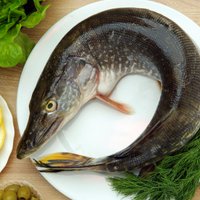 Veselīgās vai bīstamās zivis? Kad tās nevajadzētu lietot uzturā