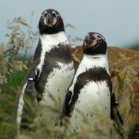Homoseksuālu pingvīnu pāris pieķerts olu zādzībā