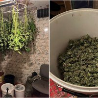 Foto: Policija bēniņos Rīgā atklāj marihuānas 'siltumnīcu'; izņem 10 kilogramus narkotiku