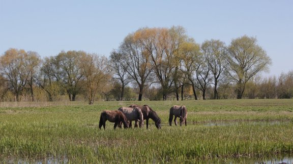 Lielupes palienes pļavas Jelgavā - 19