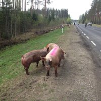 Igaunijā desmitiem cūku gājušas bojā autoavārijā; citas iemukušas mežā (+FOTO)